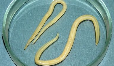 Πώς να πραγματοποιήσετε δοκιμές για την ασκαρία σωστά