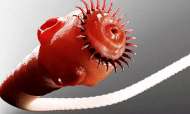 Τι παράσιτα μπορούν να ζήσουν στο ανθρώπινο σώμα