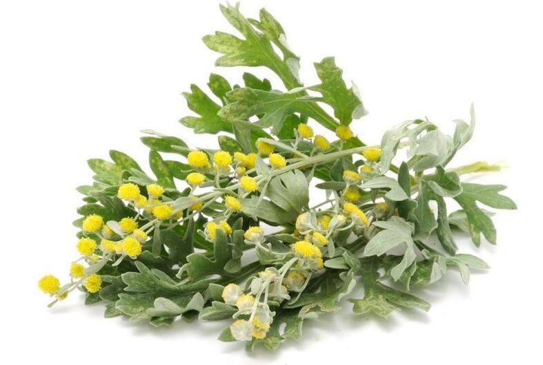 Tansy κατά των παρασίτων